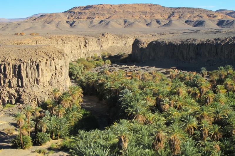Une oasis luxuriante au cœur du Tibesti, un contraste frappant avec les paysages désertiques environnants, offrant un refuge pour les populations locales et une végétation verdoyante au milieu du Sahara.