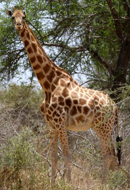 Une girafe dans les plaines du parc national de Zakouma , Tchad.