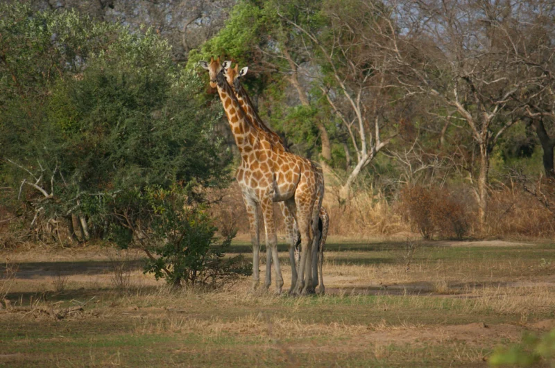 Une famille de girafes dans les plaines du parc national de Zakouma.
