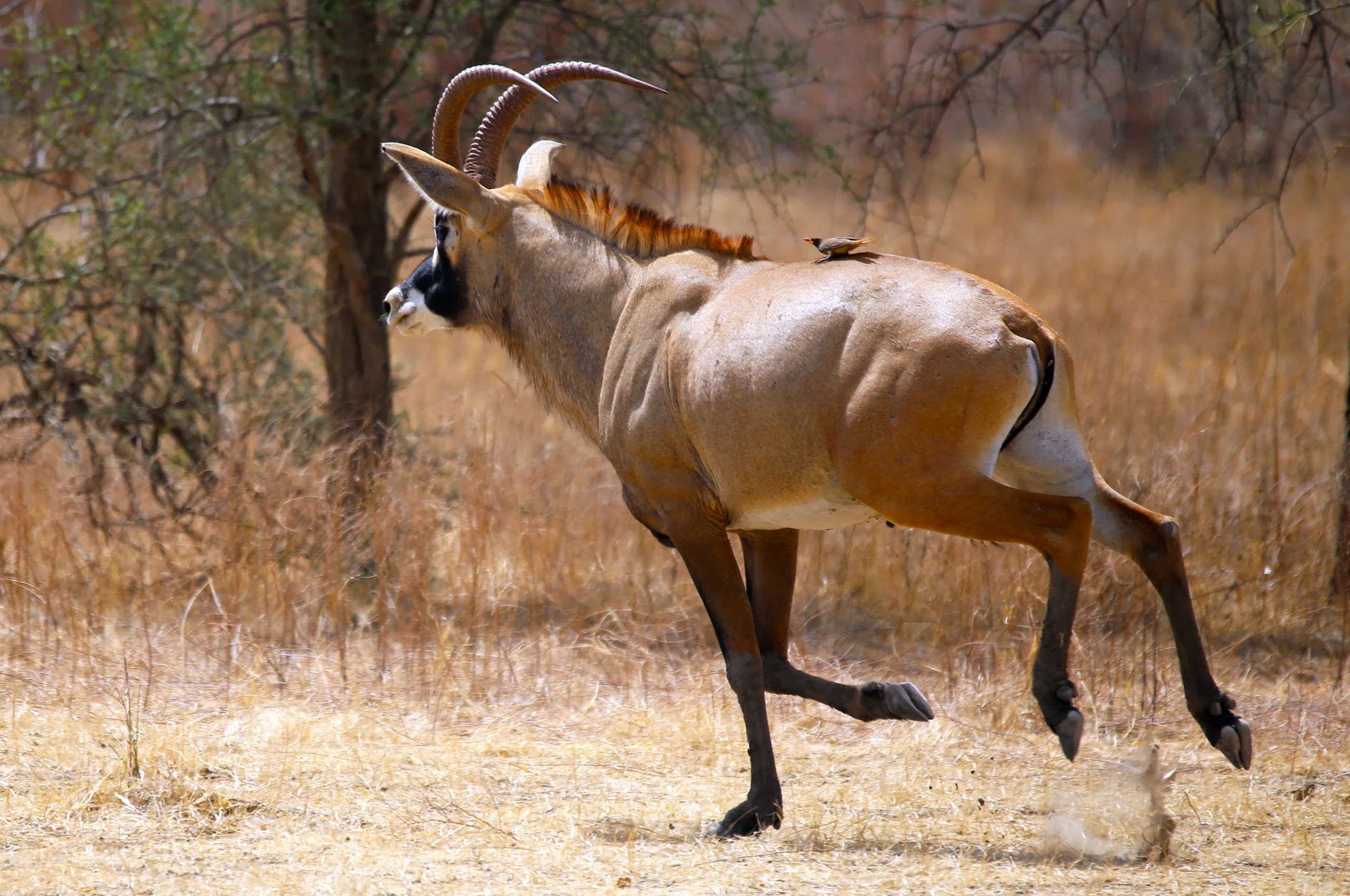 Une élégante antilope rouanne en pleine course dans la savane du Parc National de Zakouma, observée pendant un safari avec SVS Tchad.