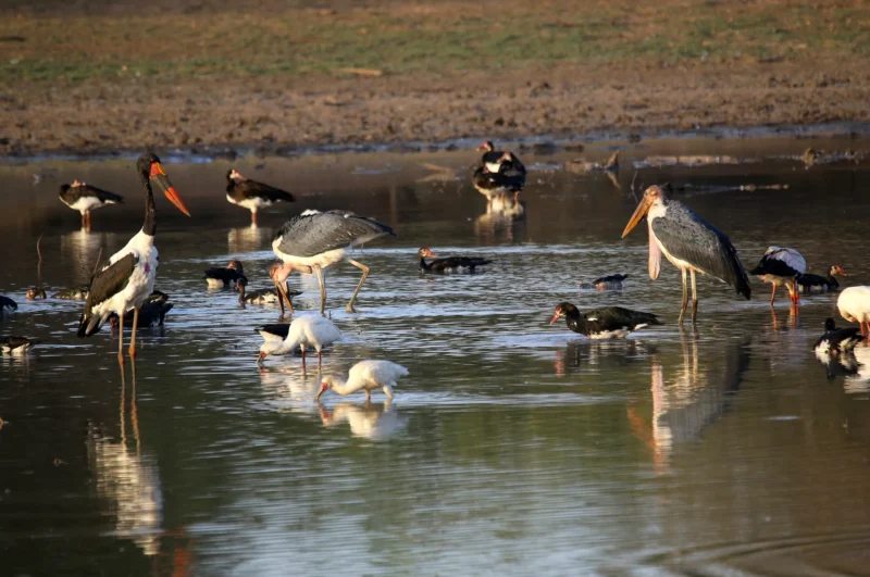 Marabouts, jabirus et ibis sacrés se rassemblent dans une mare du parc national de Zakouma, une magnifique scène d'observation lors d'un safari avec SVS Tchad.