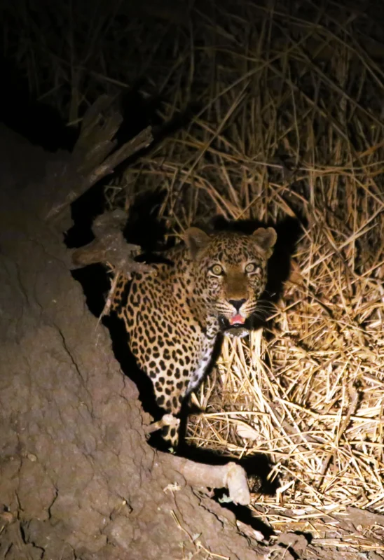 Safari au cœur du Tchad - Parc National de Zakouma