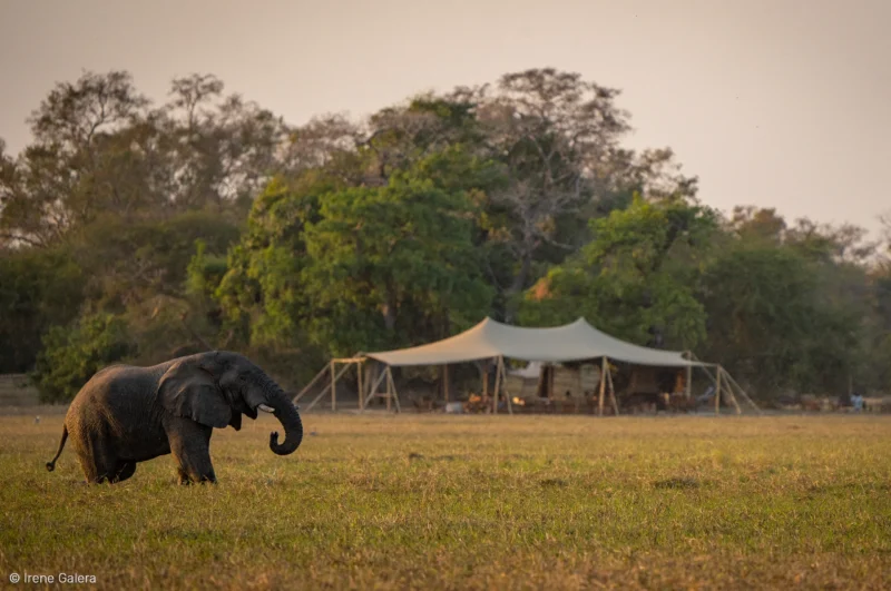 Éléphant solitaire près du Camp Nomade au parc national de Zakouma.