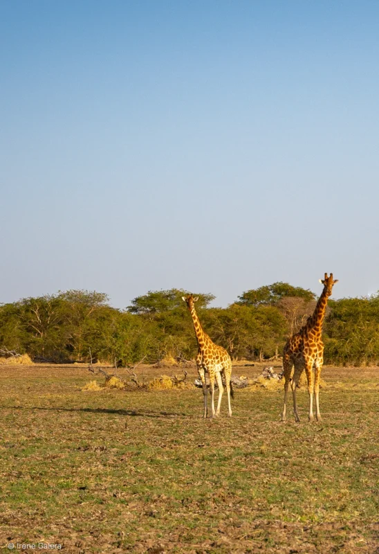 Safari en 4x4 dans le Parc National de Zakouma, accompagnés de guides experts. ph: Irene Galera