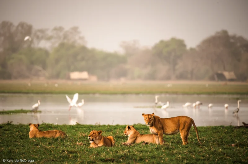 La réserve de Zakouma, un refuge naturel pour la faune du Tchad.