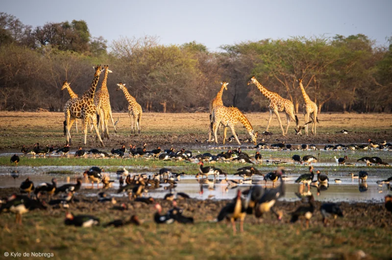Des girafes majestueuses observant tranquillement l'environnement autour de l'eau - Zakouma National Park Chad - SVS Tchad - Kyle de Nobrega