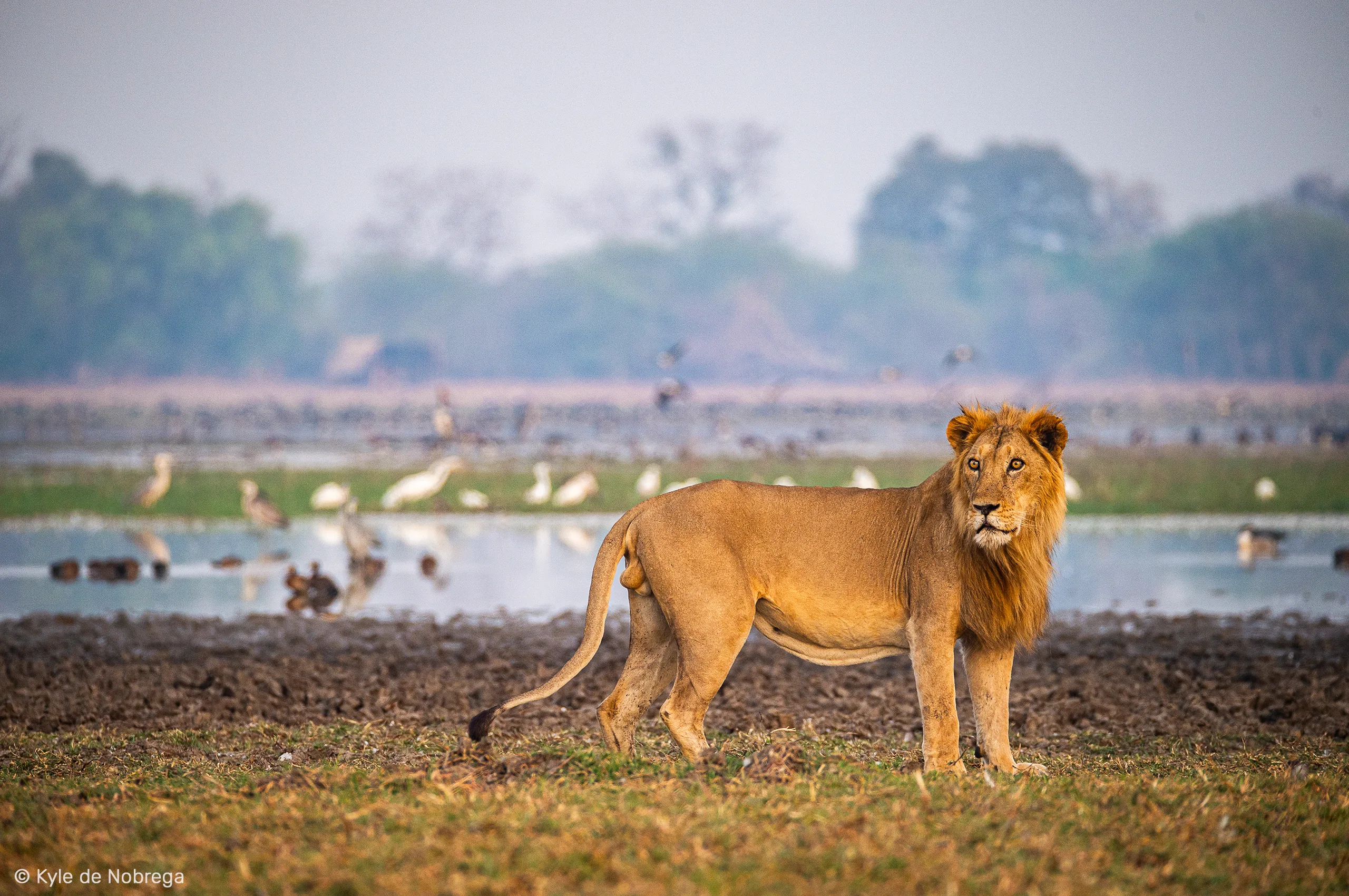 Un lion majestueux se promenant au bord de l'eau, dans le parc national de Zakouma - Camp Nomade - Zakouma National Park - SVS Tchad - ph: Kyle de Nobrega