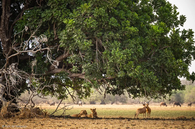 Camp Nomade : Un camp exclusif en pleine nature sauvage - Zakouma National Park - Chad - SVS Tchad - ph: Kyle de Nobrega