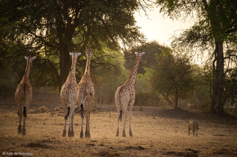 Les girafes majestueuses dans la réserve de Zakouma, un spectacle naturel unique.