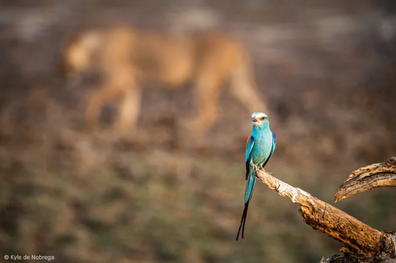 Un magnifique Rollier d'Abyssinie perché sur une branche, capturé dans le parc national de Zakouma, Tchad.