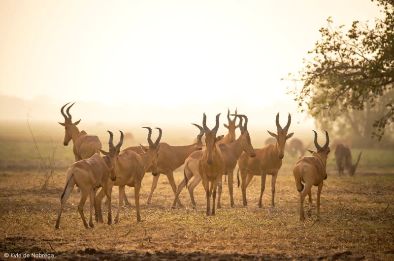 Un groupe d’alcelaphes de Lelwel se tient dans la lumière dorée du parc national de Zakouma, au Tchad.
