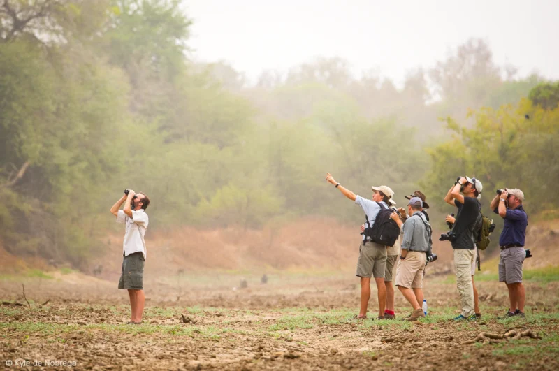 Un groupe de passionnés d'ornithologie en pleine observation des oiseaux, accompagnés de guides experts. Camp Nomade - SVS Tchad