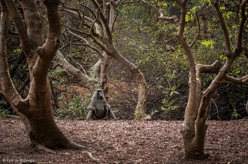 Découverte de la faune sauvage et des oiseaux lors des safaris au Camp Nomade, dans le Zakouma. ph: Kyle de Nobrega