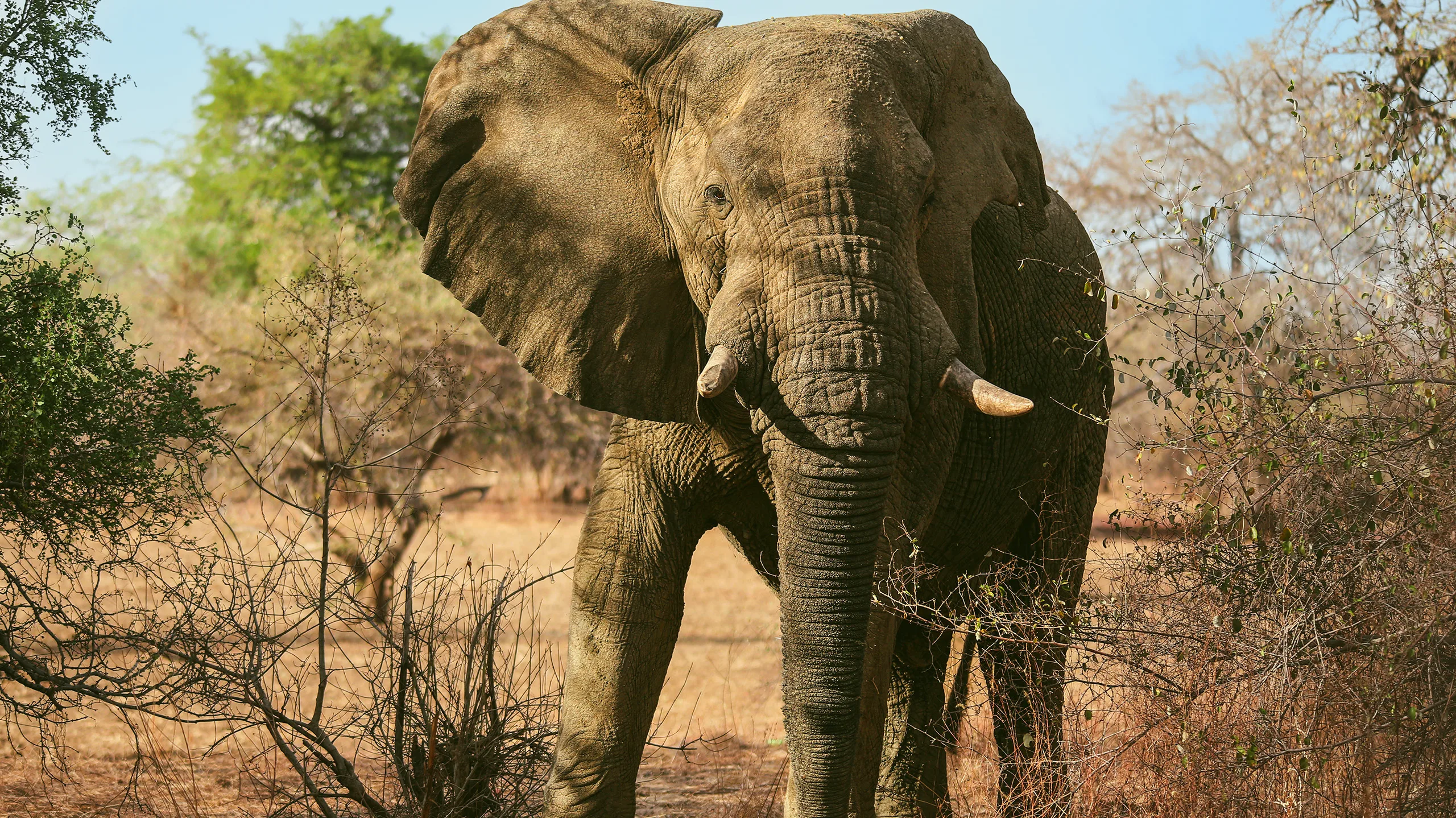 SVS Tchad : éléphant dans les plaines du Parc National de Zakouma.