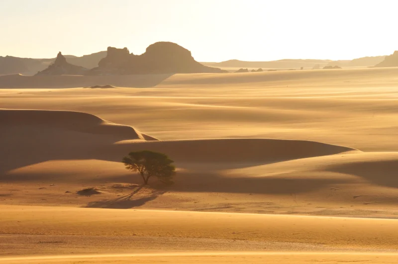 Découvrez le Borkou, une région saharienne riche en histoire, art rupestre et paysages spectaculaires.