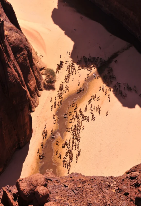 The Guelta d’Archei, famous for its crocodiles and vast herds of camels.