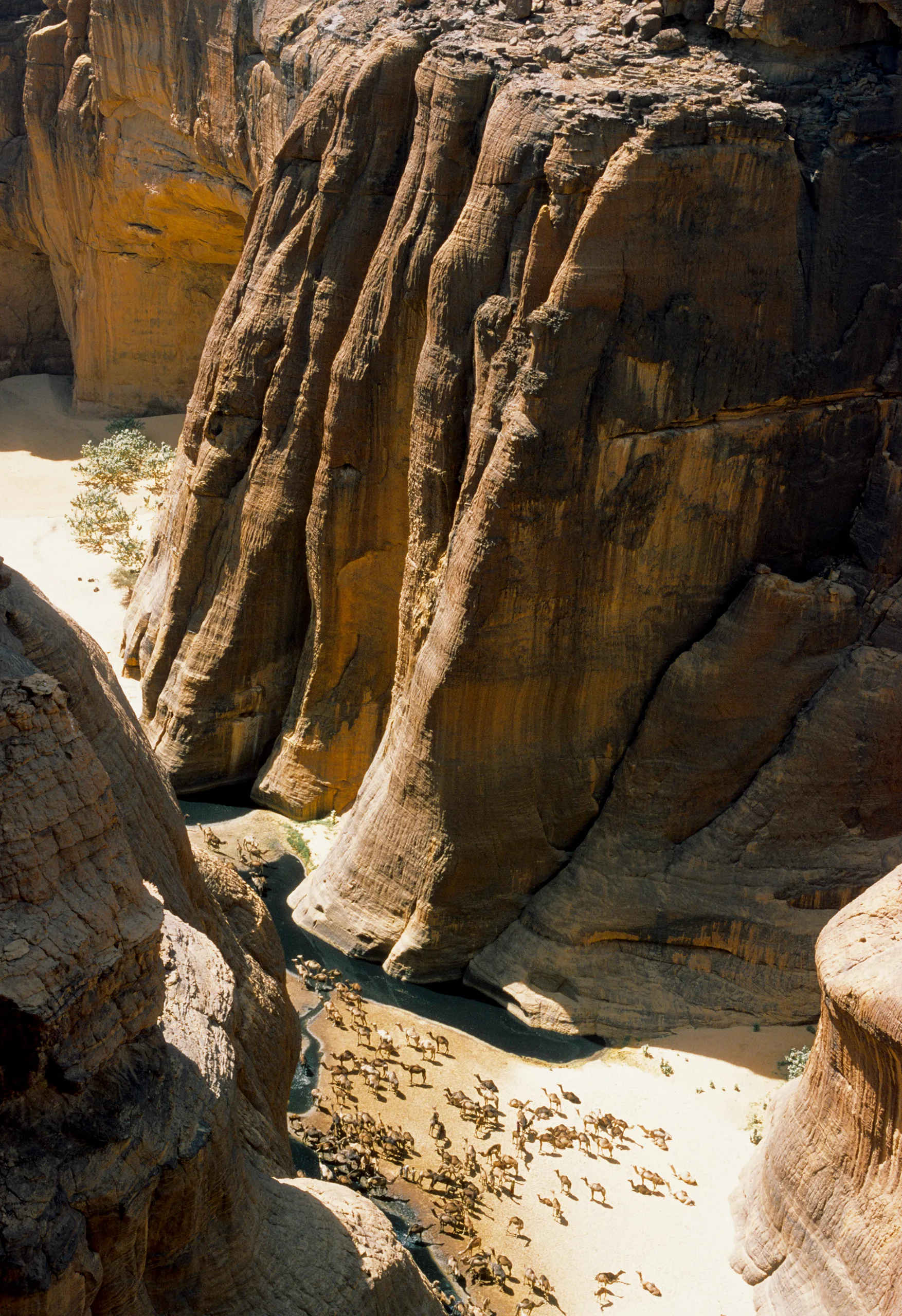 Chameaux dans la guelta d'Archi daybah - SVS Tchad
